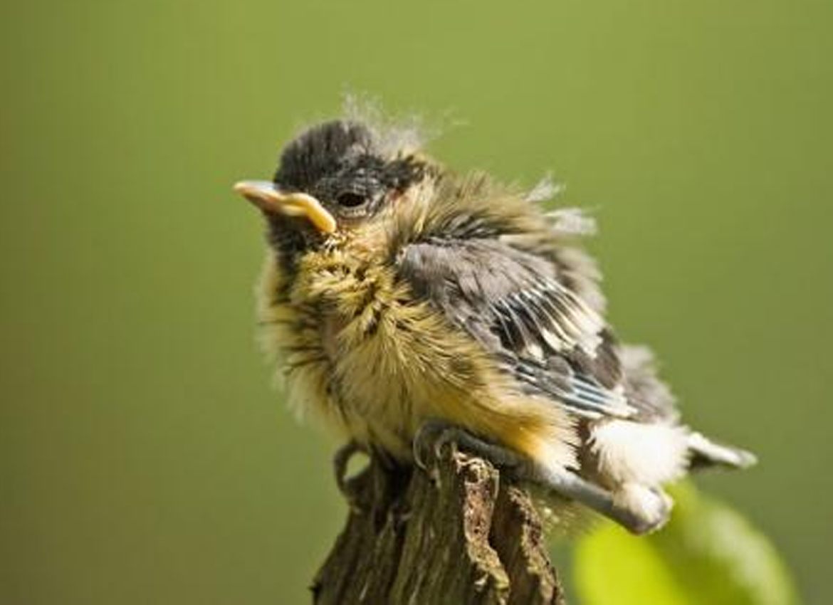 vogel gevonden die niet kan vliegen vogel gevonden die niet kan vliegen
