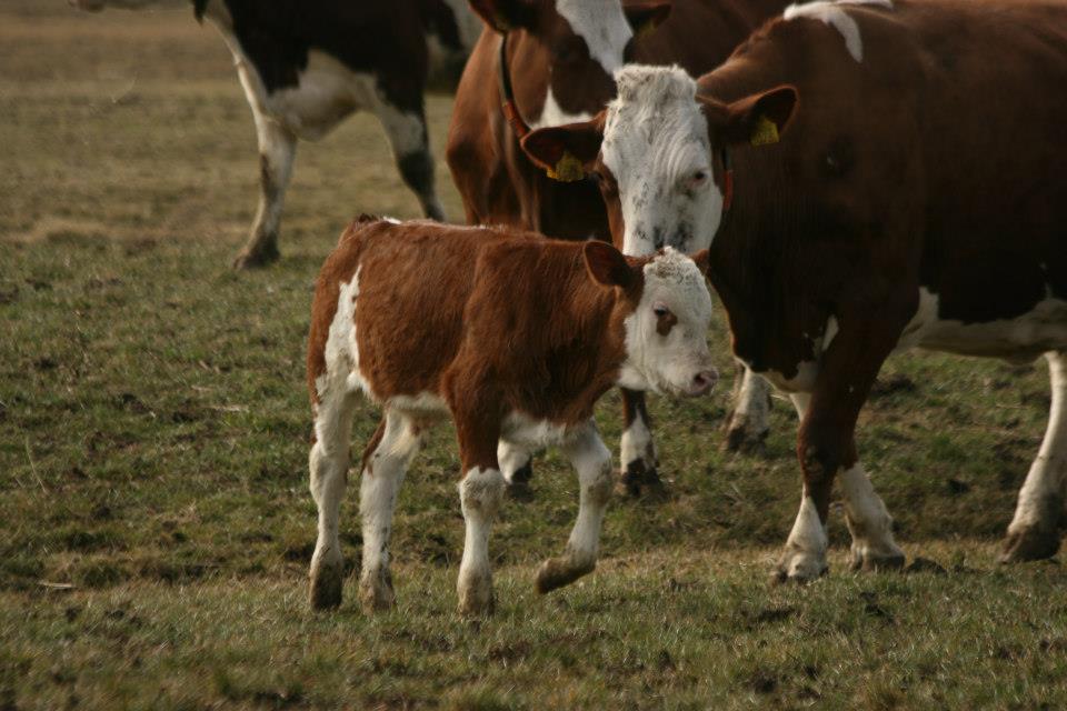 lekker lokaal rotterdam hoeve biesland