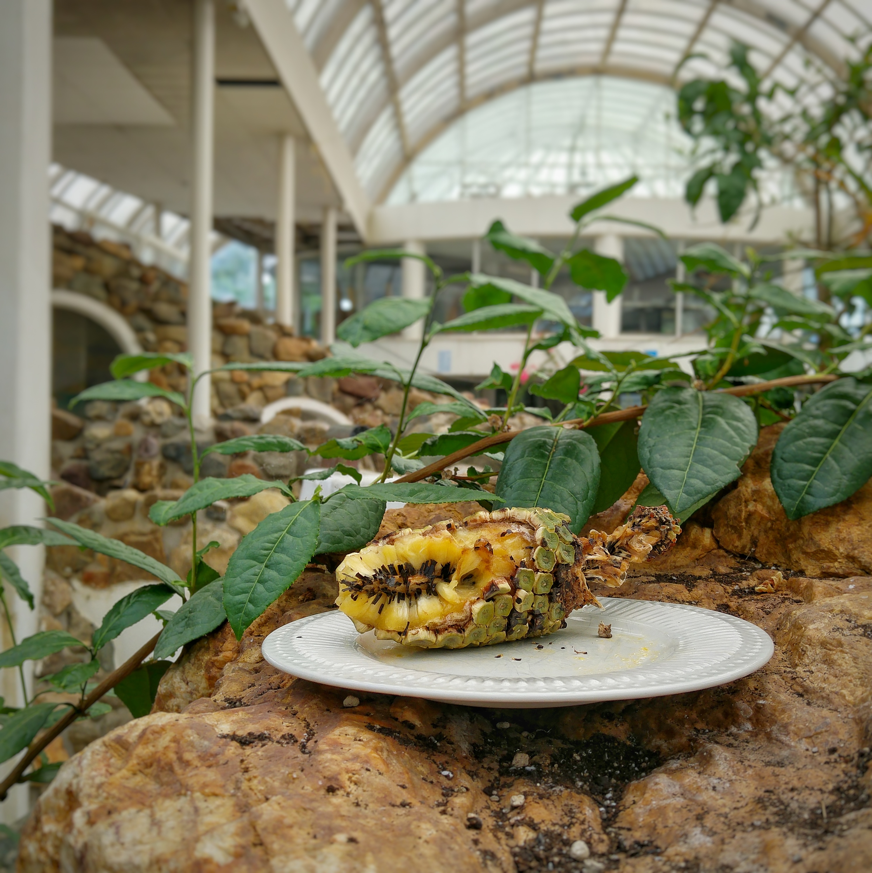 Monstera Deliciosa Smoothie in BlueCity